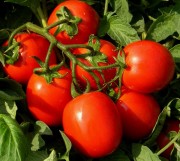 pomidor siroccoc.jpg